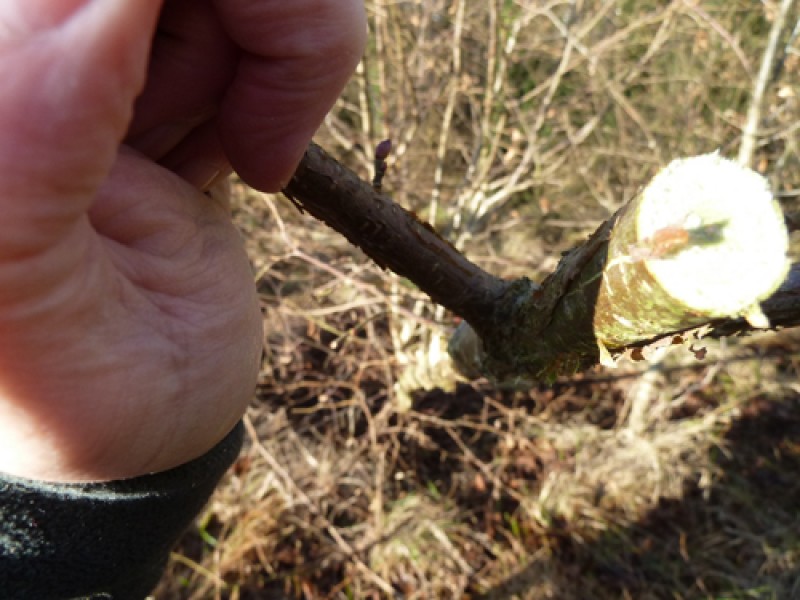 coppice-1-1362040290.jpg