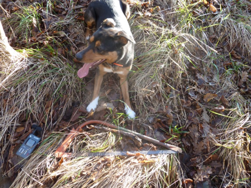 coppice-2-1362040290.jpg