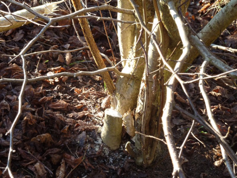 coppice-3-1362040290.jpg
