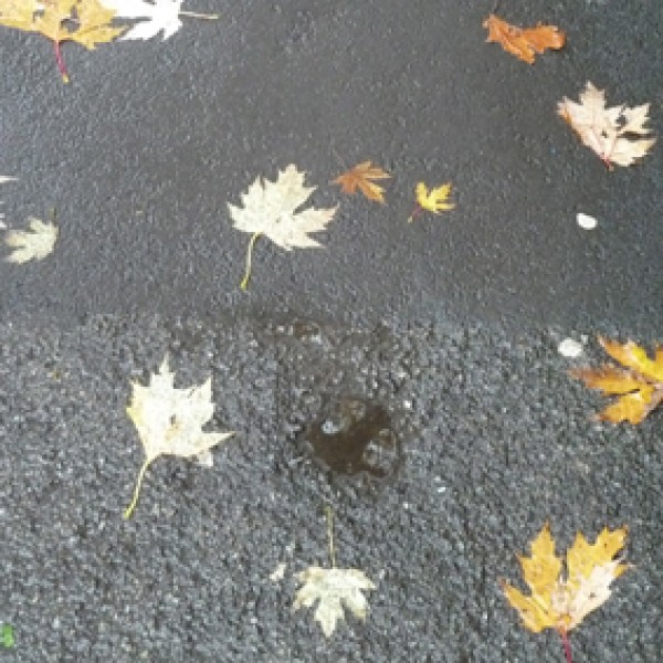 swansea-pavement-1356338441.jpg